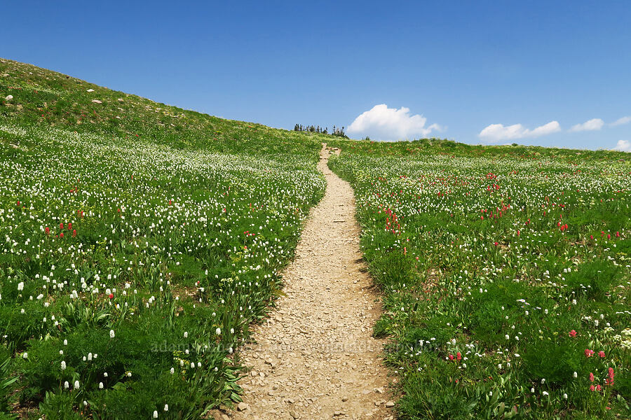 trail through wildflowers (Castilleja rhexiifolia, Bistorta bistortoides (Polygonum bistortoides), Ligusticum filicinum) [Timpanogos Summit Trail, Mount Timpanogos Wilderness, Utah County, Utah]