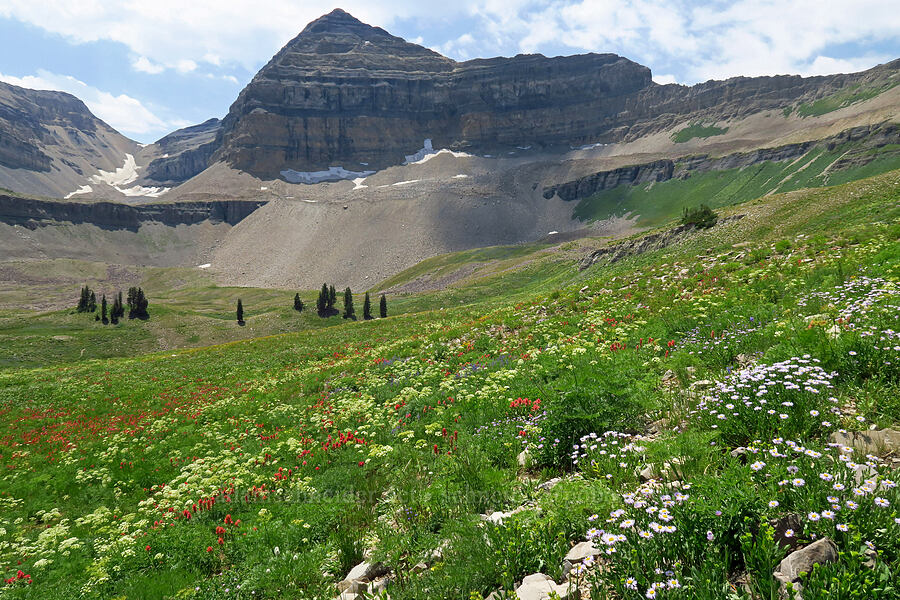 wildflowers & Mt. Timpanogos (Erigeron glacialis var. glacialis, Castilleja rhexiifolia, Ligusticum filicinum) [Timpanogos Summit Trail, Mount Timpanogos Wilderness, Utah County, Utah]