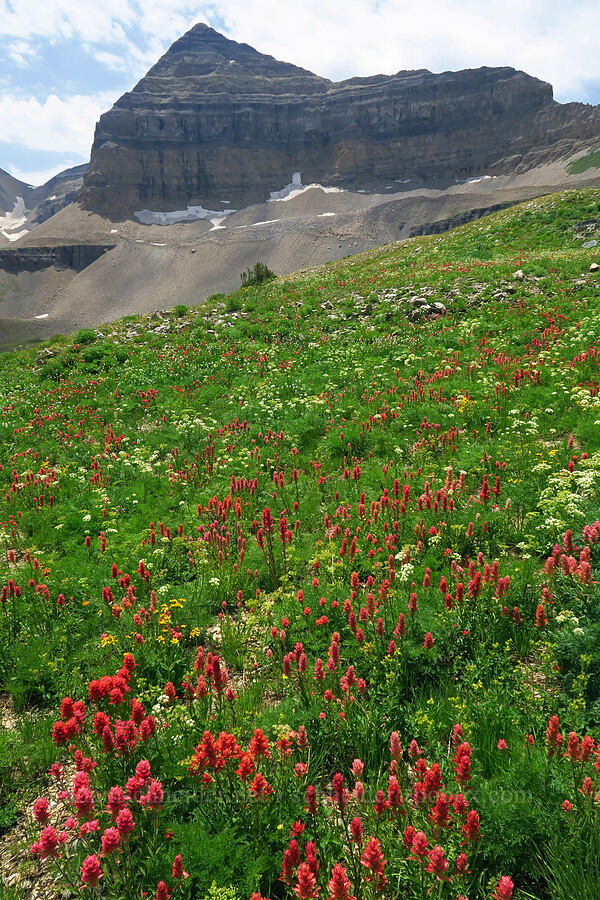 wildflowers & Mt. Timpanogos (Castilleja rhexiifolia, Ligusticum filicinum, Arnica sp.) [Timpanogos Summit Trail, Mount Timpanogos Wilderness, Utah County, Utah]