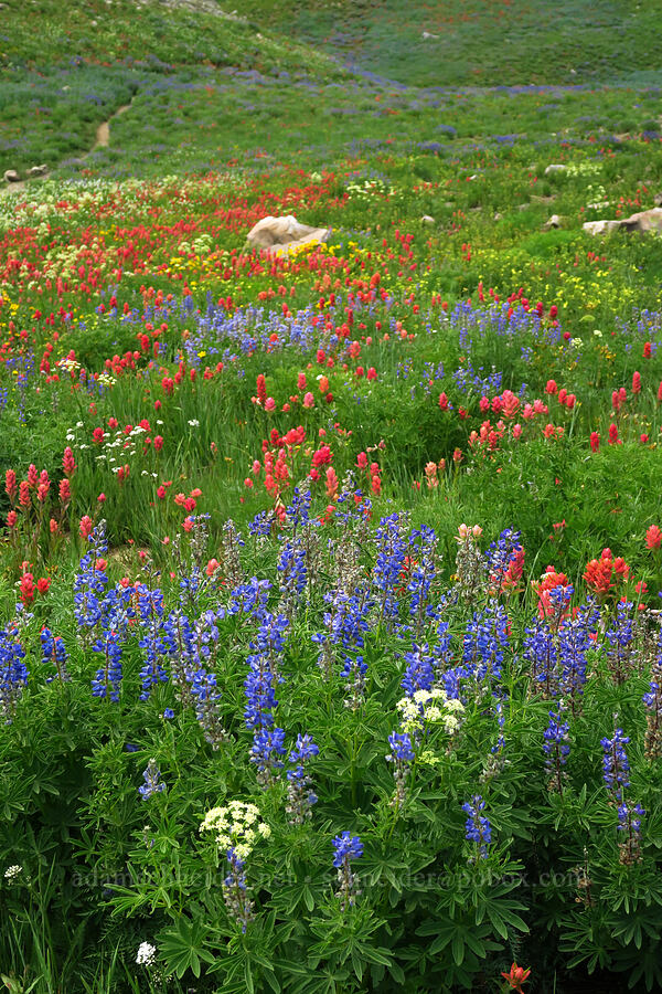 wildflowers (Lupinus argenteus, Castilleja rhexiifolia, Ligusticum filicinum, Arnica sp.) [Timpanogos Summit Trail, Mount Timpanogos Wilderness, Utah County, Utah]