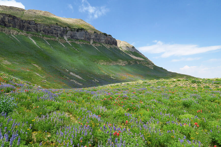 wildflowers (Castilleja rhexiifolia, Lupinus argenteus, Senecio sp., Bistorta bistortoides (Polygonum bistortoides)) [Timpanogos Summit Trail, Mount Timpanogos Wilderness, Utah County, Utah]