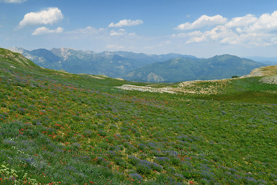 wildflowers & Wasatch Mountains [Timpanogos Summit Trail, Mount Timpanogos Wilderness, Utah County, Utah]