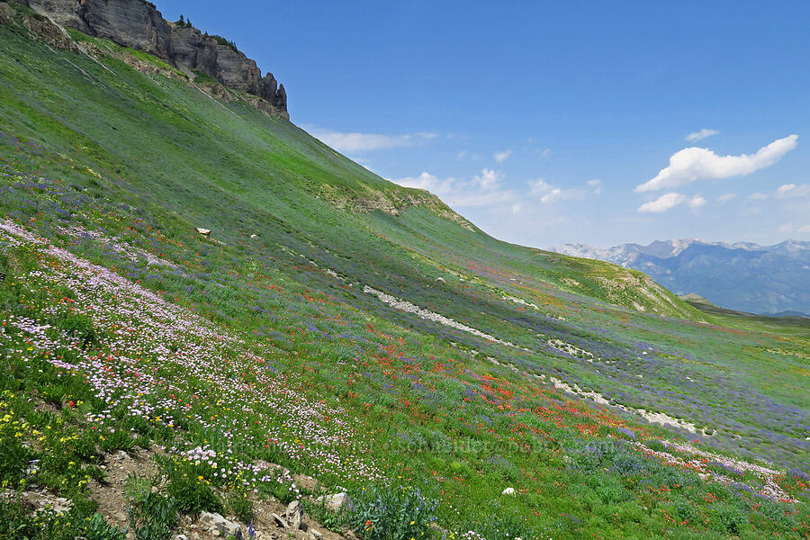 distant wildflower fields [Timpanogos Summit Trail, Mount Timpanogos Wilderness, Utah County, Utah]