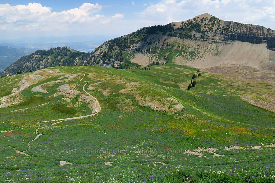 wildflowers in Timpanogos Basin [Timpanogos Summit Trail, Mount Timpanogos Wilderness, Utah County, Utah]