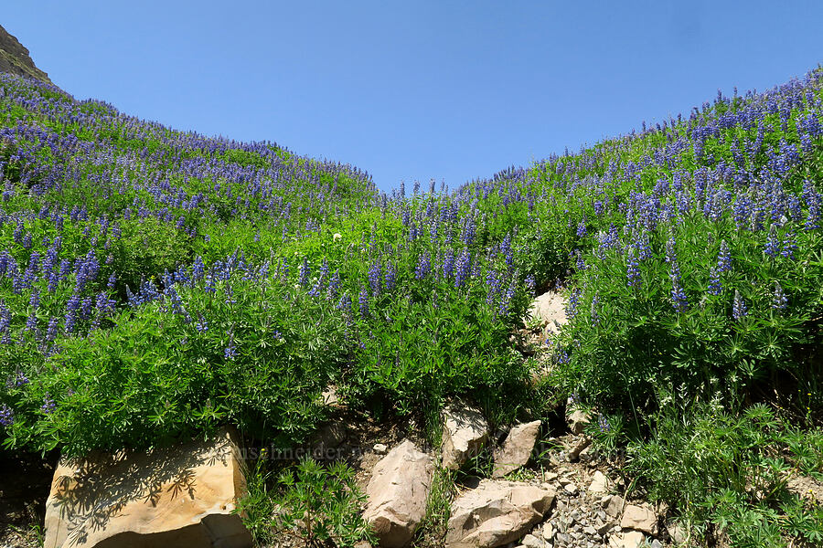 lupines (Lupinus argenteus) [Timpanogos Summit Trail, Mount Timpanogos Wilderness, Utah County, Utah]