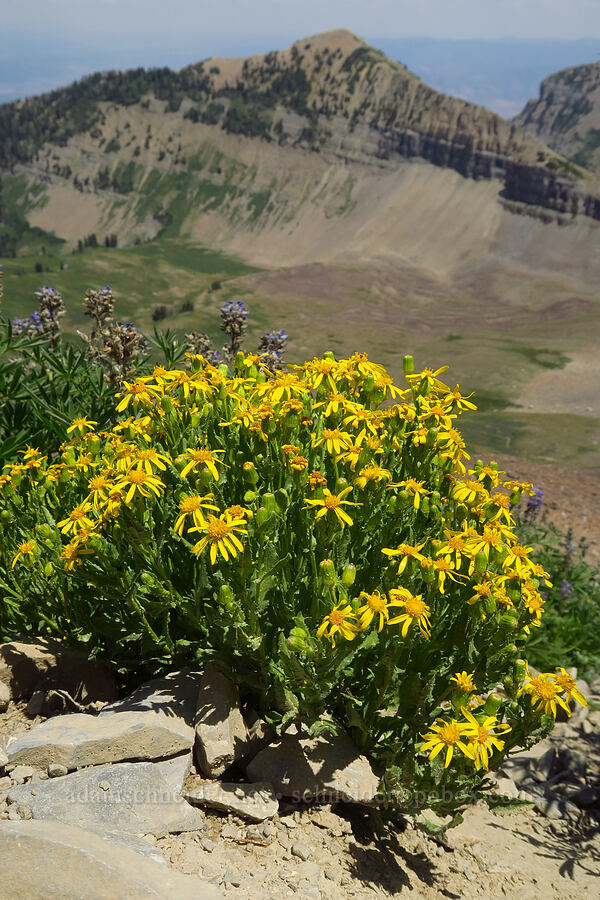 Fremont's groundsel (ragwort) (Senecio fremontii) [Timpanogos Summit Trail, Mount Timpanogos Wilderness, Utah County, Utah]