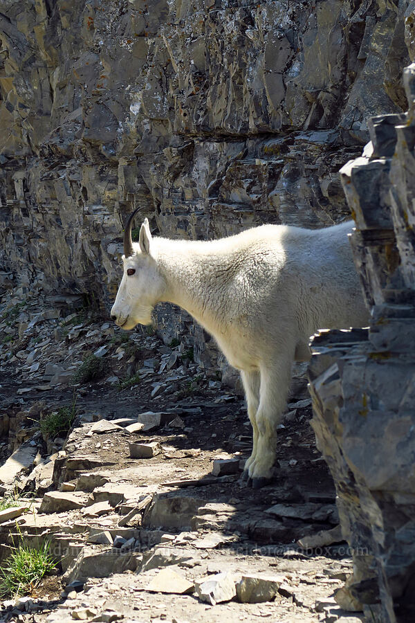 mountain goat (Oreamnos americanus) [Timpanogos Summit Trail, Mount Timpanogos Wilderness, Utah County, Utah]