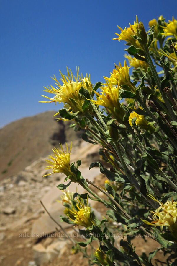 white-stem goldenbush (Ericameria discoidea (Haplopappus macronema)) [Timpanogos Summit Trail, Mount Timpanogos Wilderness, Utah County, Utah]