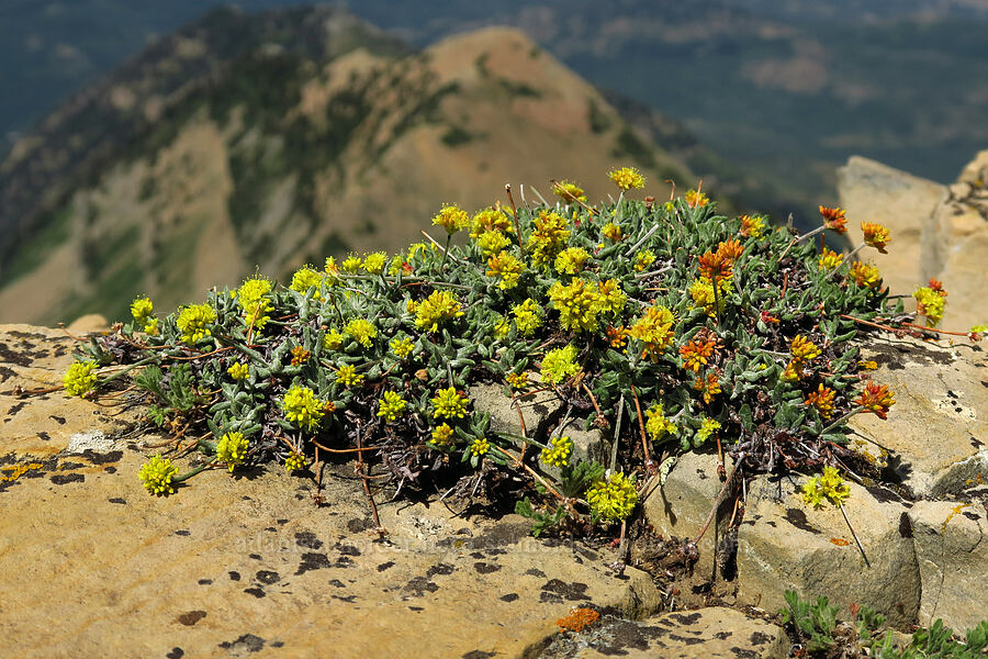 short-stem buckwheat (Eriogonum brevicaule) [Timpanogos Summit Trail, Mount Timpanogos Wilderness, Utah County, Utah]