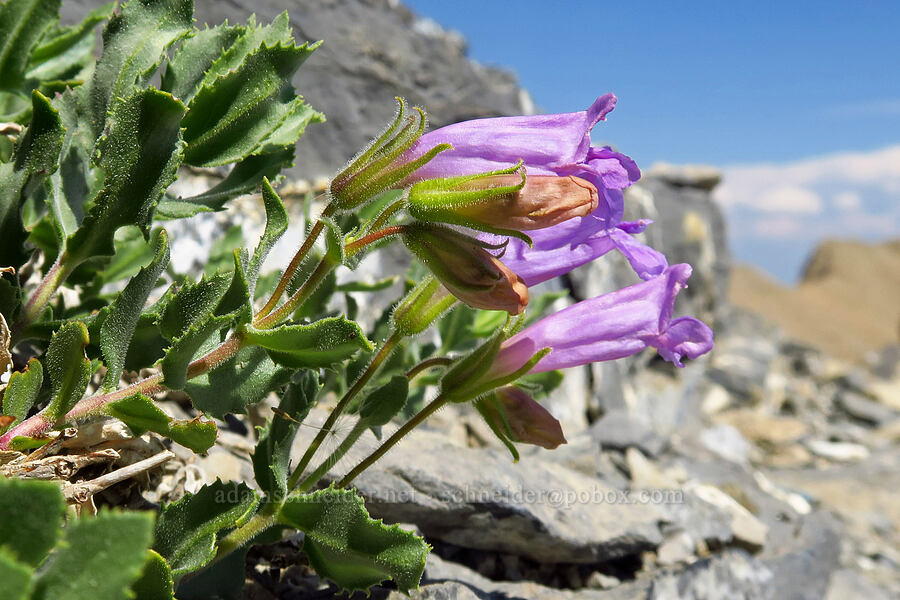 mountain penstemon (cord-root beardtongue) (Penstemon montanus var. montanus) [Timpanogos Summit Trail, Mount Timpanogos Wilderness, Utah County, Utah]