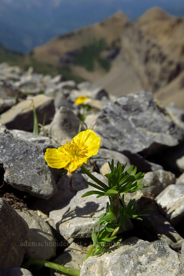 alpine buttercup (Ranunculus adoneus) [below Mt. Timpanogos, Mount Timpanogos Wilderness, Utah County, Utah]