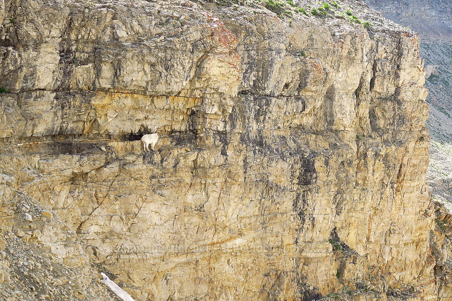 mountain goat on a cliff (Oreamnos americanus) [below Mt. Timpanogos, Mount Timpanogos Wilderness, Utah County, Utah]