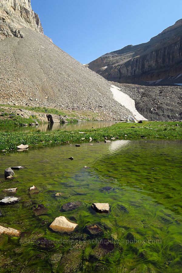 green stuff in Emerald Lake [Mt. Timpanogos Trail, Mount Timpanogos Wilderness, Utah County, Utah]