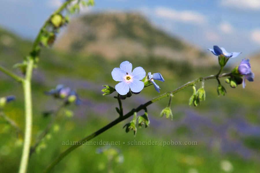 stickseed (Hackelia sp.) [Mt. Timpanogos Trail, Mount Timpanogos Wilderness, Utah County, Utah]