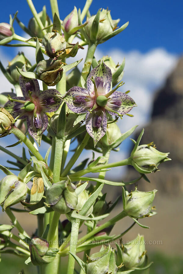 monument plant (Frasera speciosa) [Mt. Timpanogos Trail, Mount Timpanogos Wilderness, Utah County, Utah]