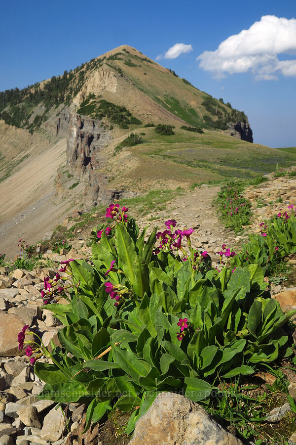 Parry's primrose (Primula parryi) [Mt. Timpanogos Trail, Mount Timpanogos Wilderness, Utah County, Utah]