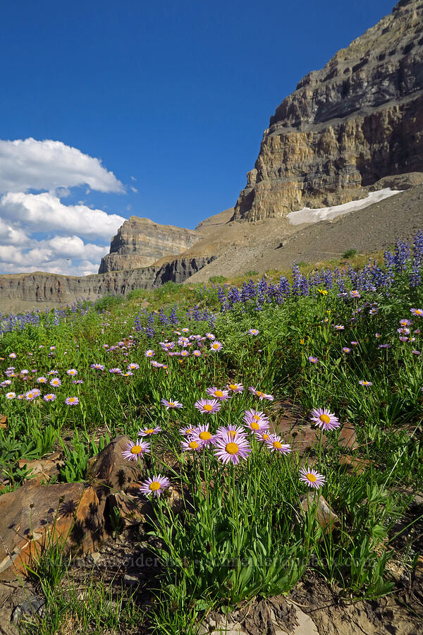 subalpine fleabane (Erigeron glacialis var. glacialis) [Timpooneke Trail, Mount Timpanogos Wilderness, Utah County, Utah]