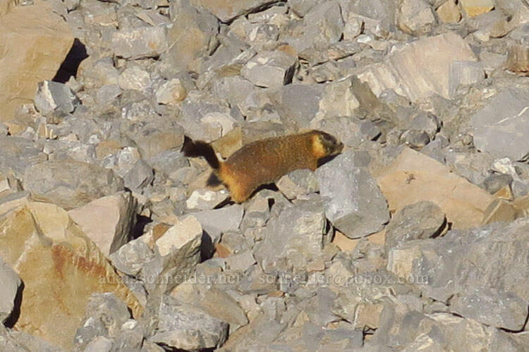 yellow-bellied marmot (Marmota flaviventris) [Timpooneke Trail, Mount Timpanogos Wilderness, Utah County, Utah]
