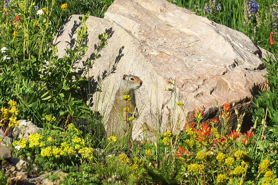 Uinta ground squirrel (Urocitellus armatus (Spermophilus armatus)) [Timpooneke Trail, Mount Timpanogos Wilderness, Utah County, Utah]