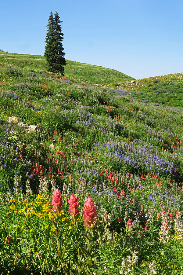 wildflowers (Castilleja rhexiifolia, Lupinus argenteus, Arnica sp.) [Timpooneke Trail, Mount Timpanogos Wilderness, Utah County, Utah]