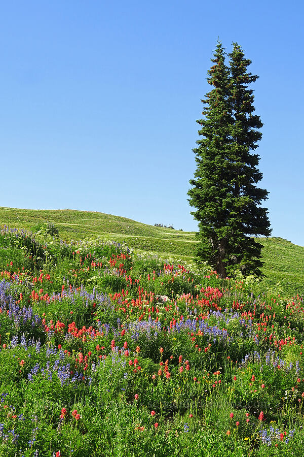 spruce tree & wildflowers (Picea engelmannii, Castilleja rhexiifolia, Lupinus argenteus, Ligusticum filicinum) [Timpooneke Trail, Mount Timpanogos Wilderness, Utah County, Utah]