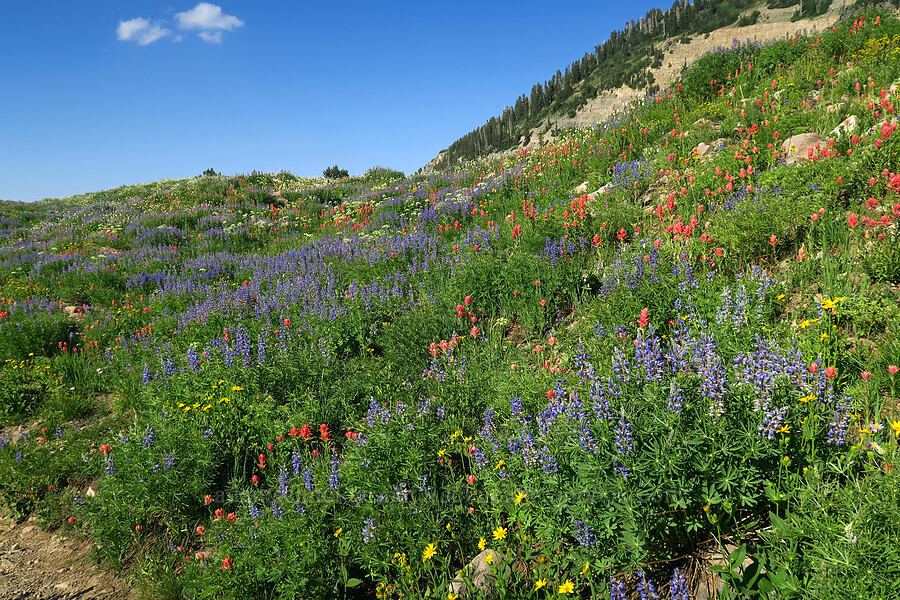 wildflowers (Lupinus argenteus, Castilleja rhexiifolia, Arnica sp., Ligusticum filicinum) [Timpooneke Trail, Mount Timpanogos Wilderness, Utah County, Utah]