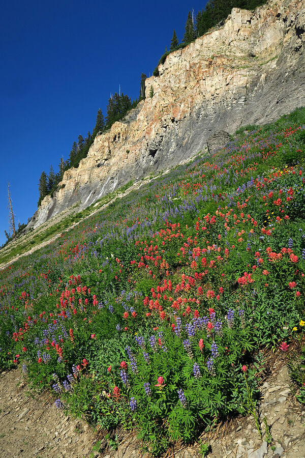 wildflowers (Castilleja rhexiifolia, Lupinus argenteus, Aquilegia coerulea var. ochroleuca, Arnica sp.) [Timpooneke Trail, Mount Timpanogos Wilderness, Utah County, Utah]