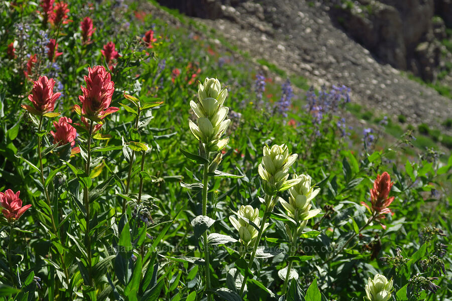 white sulphur paintbrush & rosy paintbrush (Castilleja septentrionalis (Castilleja sulphurea), Castilleja rhexiifolia) [Timpooneke Trail, Mount Timpanogos Wilderness, Utah County, Utah]
