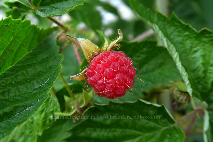 wild raspberry (Rubus idaeus) [Timpooneke Trail, Mount Timpanogos Wilderness, Utah County, Utah]