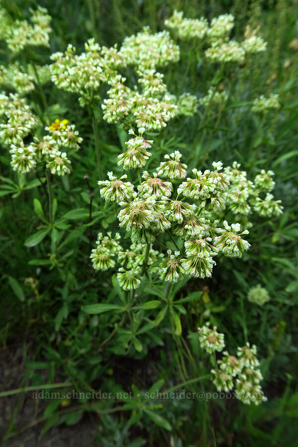 parsnip-flower wild buckwheat (Eriogonum heracleoides) [Timpooneke Trail, Mount Timpanogos Wilderness, Utah County, Utah]