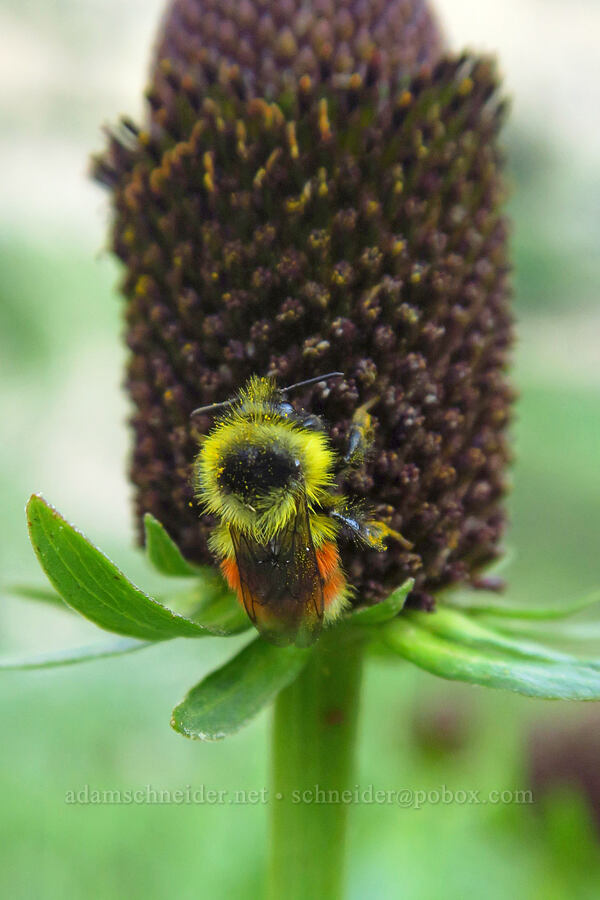 bumblebee on western coneflower (Bombus sp., Rudbeckia occidentalis) [Timpooneke Trail, Mount Timpanogos Wilderness, Utah County, Utah]