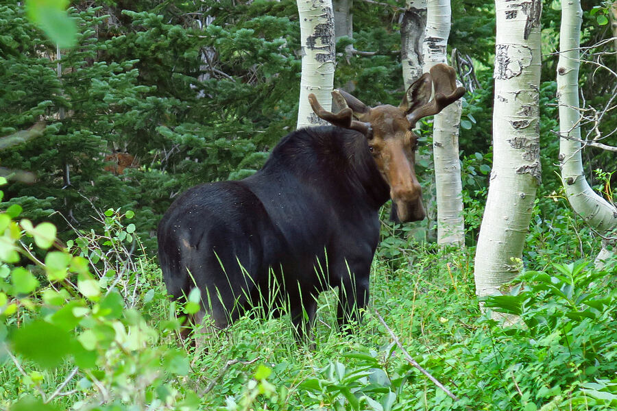 Shiras moose (Alces alces shirasi) [Timpooneke Trail, Mount Timpanogos Wilderness, Utah County, Utah]