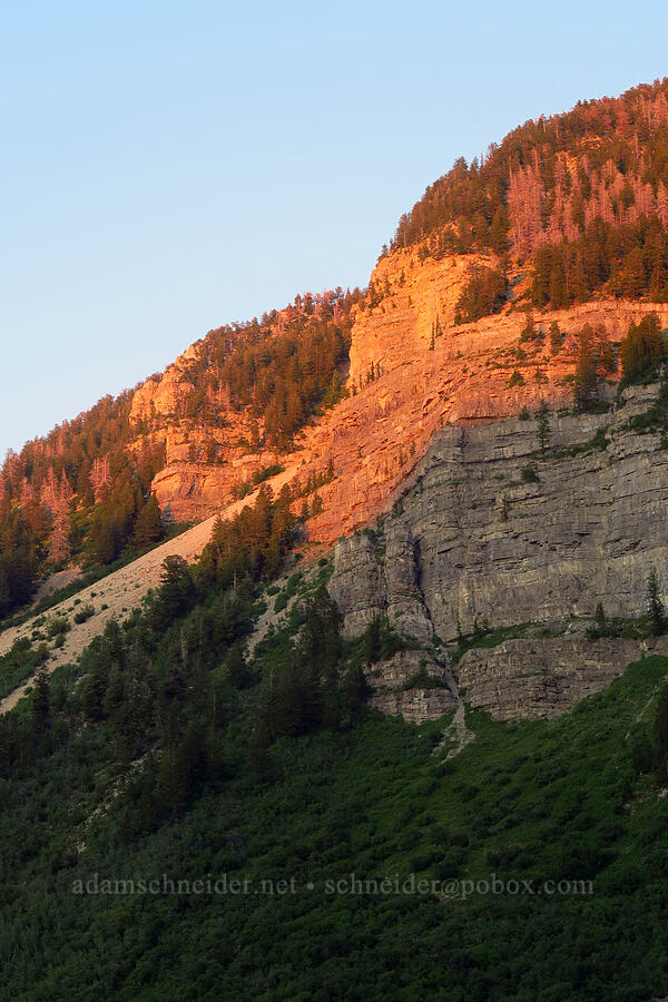 sunset light on cliffs [Timpooneke Trail, Mount Timpanogos Wilderness, Utah County, Utah]