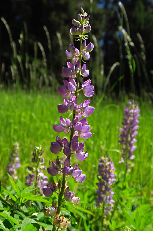 pink lupines (Lupinus sp.) [Mother Lode Mine Trail, Ochoco National Forest, Crook County, Oregon]