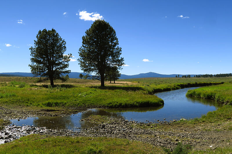 Crooked River & pine trees [Big Summit Prairie, Ochoco National Forest, Crook County, Oregon]