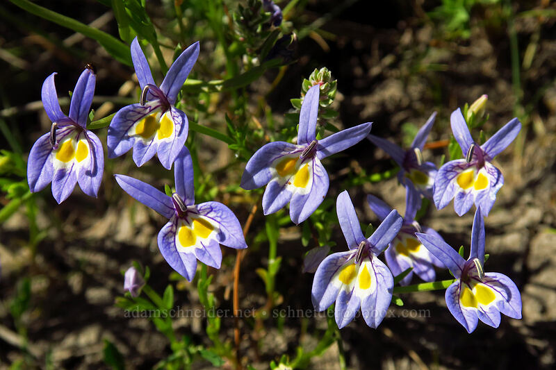 Bach's calico-flower (Downingia bacigalupii) [Big Summit Prairie, Ochoco National Forest, Crook County, Oregon]
