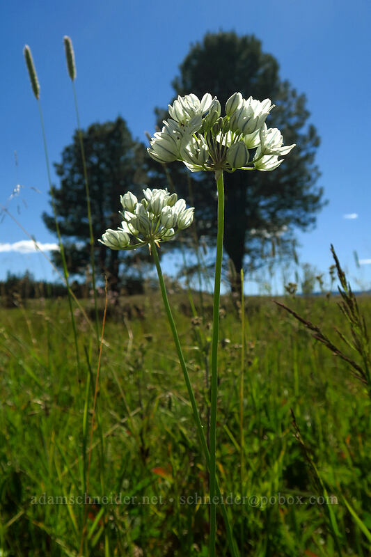white brodiaea (wild hyacinth) (Triteleia hyacinthina (Brodiaea hyacinthina)) [Big Summit Prairie, Ochoco National Forest, Crook County, Oregon]