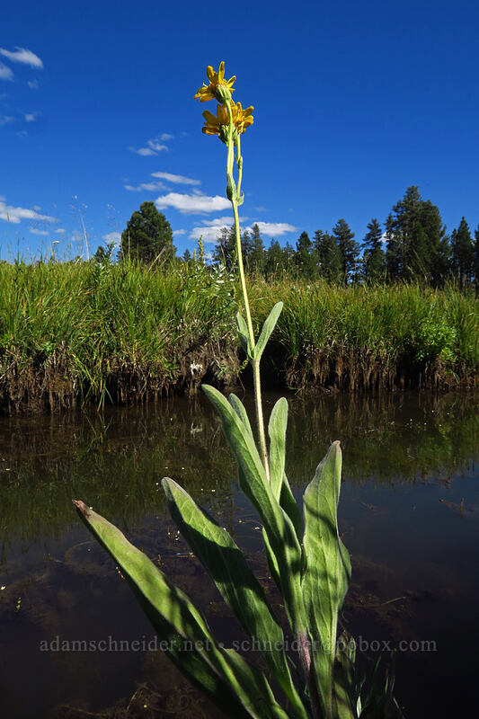 meadow arnica (Arnica chamissonis) [Big Summit Prairie, Ochoco National Forest, Crook County, Oregon]