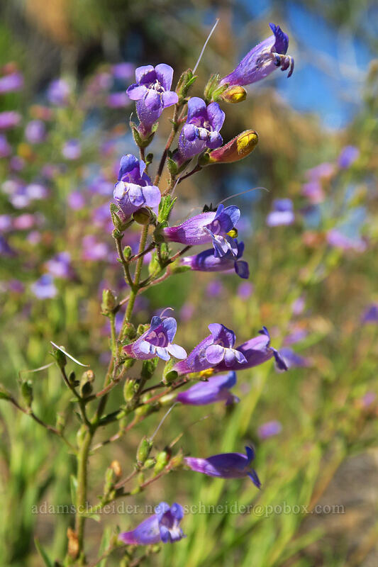Roezl's penstemon (Penstemon roezlii (Penstemon laetus ssp. roezlii)) [Big Summit Prairie, Ochoco National Forest, Crook County, Oregon]