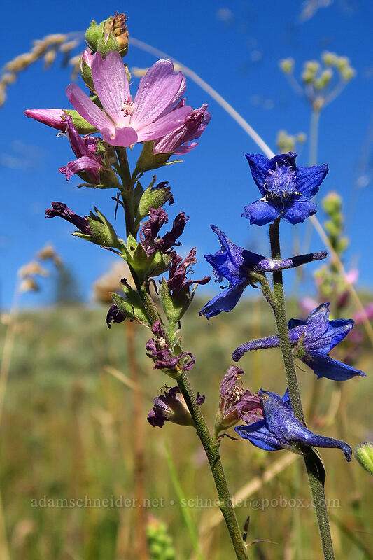 Oregon checker-mallow & meadow larkspur (Sidalcea oregana, Delphinium distichum) [Big Summit Prairie, Ochoco National Forest, Crook County, Oregon]