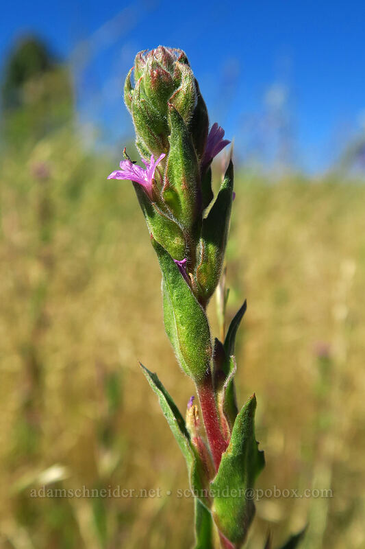 dense-flower willow-herb (Epilobium densiflorum (Boisduvalia densiflora)) [Big Summit Prairie, Ochoco National Forest, Crook County, Oregon]