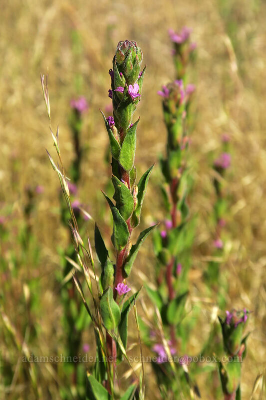 dense-flower willow-herb (Epilobium densiflorum (Boisduvalia densiflora)) [Big Summit Prairie, Ochoco National Forest, Crook County, Oregon]