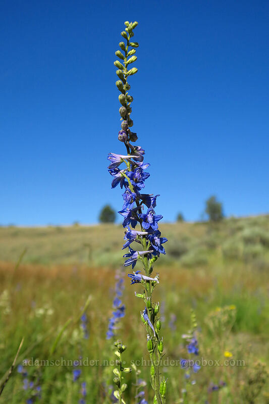 meadow larkspur (Delphinium distichum) [Big Summit Prairie, Ochoco National Forest, Crook County, Oregon]