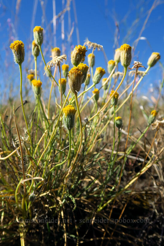 scabland fleabane (Erigeron bloomeri var. bloomeri) [Big Summit Prairie, Ochoco National Forest, Crook County, Oregon]