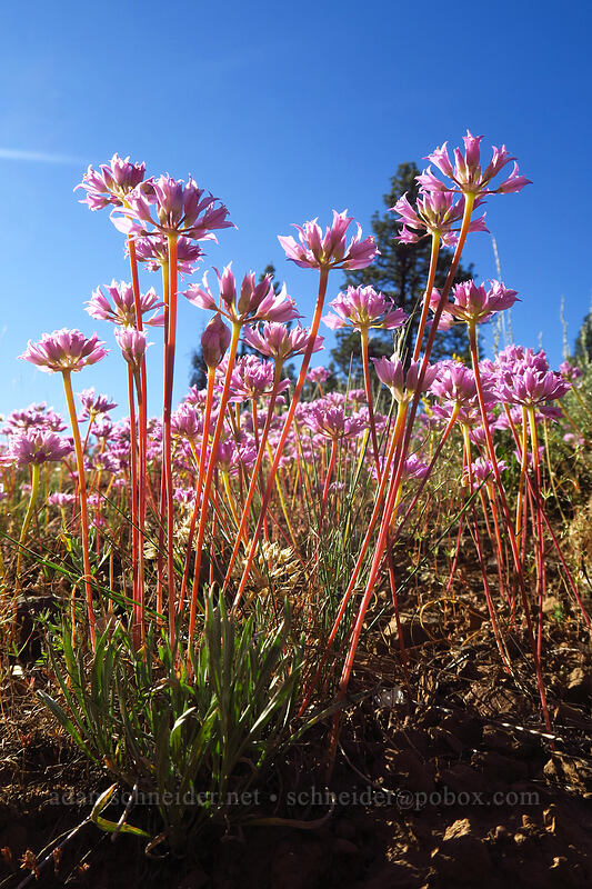 taper-tip onion flowers (Allium acuminatum) [Summit Road, Ochoco National Forest, Wheeler County, Oregon]