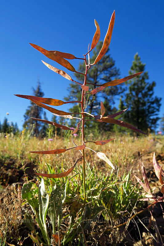 dagger-pod seed pods (Phoenicaulis cheiranthoides) [Summit Road, Ochoco National Forest, Wheeler County, Oregon]
