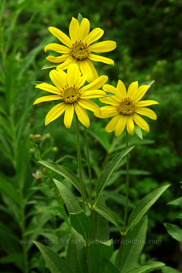 false sunflowers (Helianthella uniflora) [Twin Lakes Reservoir, Uinta-Wasatch-Cache National Forest, Salt Lake County, Utah]