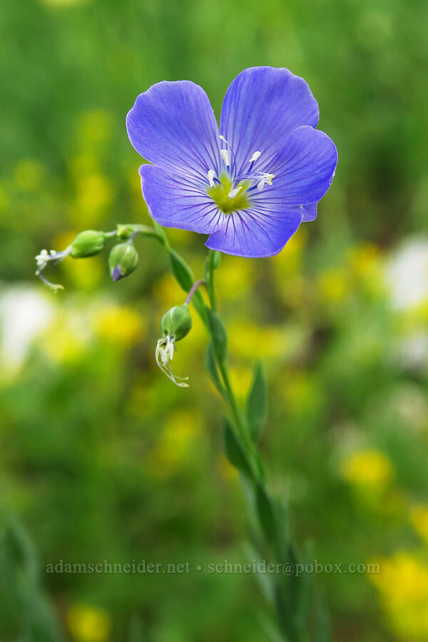 Lewis' blue flax (Linum lewisii (Linum perenne var. lewisii)) [Twin Lakes Reservoir, Uinta-Wasatch-Cache National Forest, Salt Lake County, Utah]