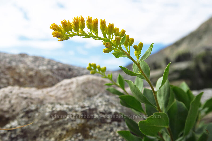 gray goldenrod (Solidago nemoralis) [Twin Lakes Reservoir, Uinta-Wasatch-Cache National Forest, Salt Lake County, Utah]
