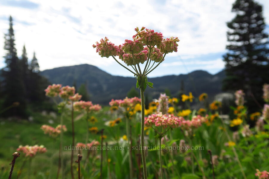 parsnip-flower buckwheat (Eriogonum heracleoides) [Twin Lakes Reservoir, Uinta-Wasatch-Cache National Forest, Salt Lake County, Utah]